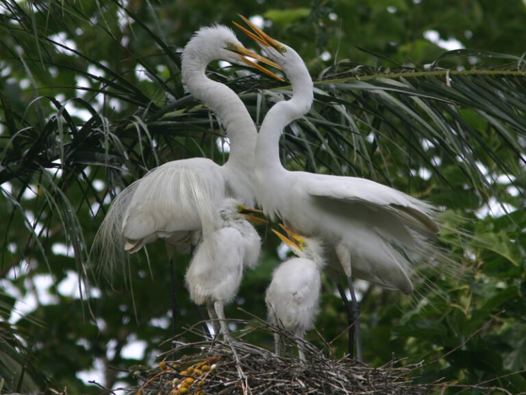 Garza Blanca - Guía de Aves Bahía de San Antonio